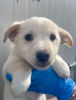 VALERIO - zuckersüßer Welpe - Dänischenhagen