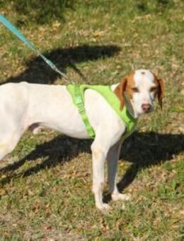 Fićo ist bereit die Welt zu erkunden - Schwabach