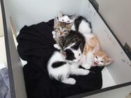 Katzen Kitten abzugeben - Rhauderfehn
