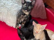 Babykatzen/ Katzenbabys - Brüggen (Burggemeinde)