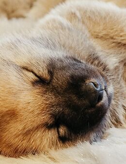 Besondere Rarität: Norwegischer Elchhund x Shiba Inu, liebevoll aufgezogen in großer Familie - Plettenberg