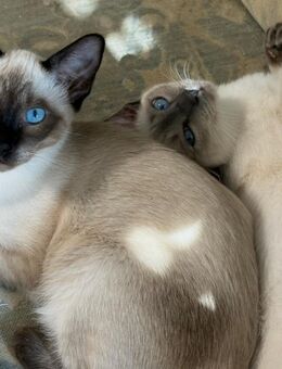 Siam-Ragdoll-Mix - Frensdorf