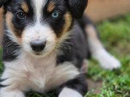 Australian Shepherd - Halberstadt