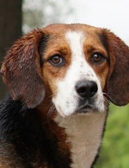 Collo, geb. ca. 06/2019, GRIECHENLAND - Euskirchen