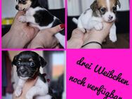 Jackrussel-Mix-Welpen - Emden