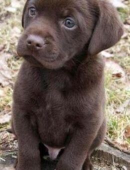 Labrador Welpen Traum - Dortmund