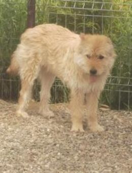 Bart sucht ein neues Zuhause - Blankenheim (Nordrhein-Westfalen)