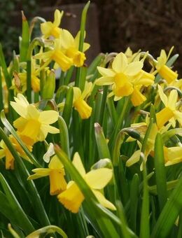 ZFH - Kapitalanlage - Mehrgenerationenhaus - Metropolregion - Nah am Vater Rhein - beste Wohnlage - Biblis