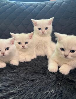 Kitten Britisch Kurzhaar - Berlin