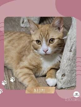 Katze Naomi sucht ihr Körbchen - Lalendorf