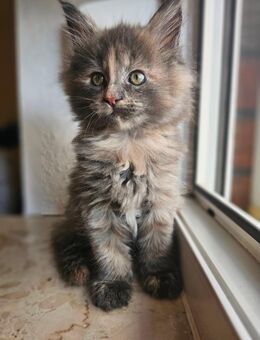 XXL Reinrassige Maine Coon Kitten - Gifhorn