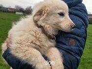 Joe- dein bester Freund wartet auf dich - Amtzell