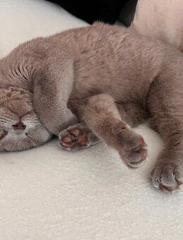 Britisch Kurzhaar Katze „Cookie“ (Lilac) – Ein liebevolles Zuhause auf Lebenszeit gesucht Bkh kitten jung - Köln