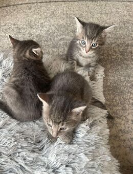 Russisch blaue Bkh Mix KITTEN - Gerach (Bayern)