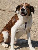 Fiedler ist ein ruhiger sanfter Hund in 29690