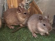 Junge Degu Männchen - Sonnenbühl
