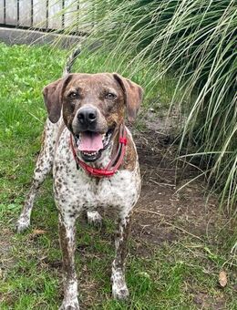 Stella,verschmust und liebevoll sucht. - Dittelbrunn