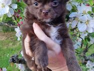 Chihuahua Welpe reinrassig Weibchen Schokobraun - Naumburg (Saale)