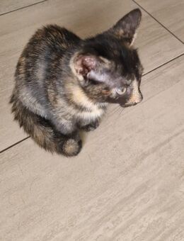 Kitten Siam-mix - Gelsenkirchen