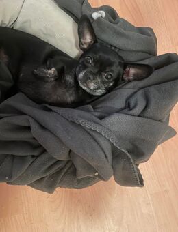 Michling - Bergheim (Nordrhein-Westfalen)