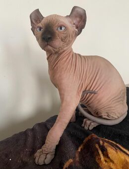 Sphynx Katerchen - Wöllstadt