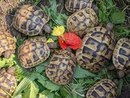 Griechische Landschildkröten - Oldenburg