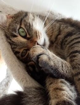 Wunderschöner Moccha sucht Dich! - Walluf