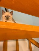 Baby Katze in 58256