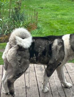 American Akita Mischlingswelpen - Benz (Landkreis Nordwestmecklenburg)