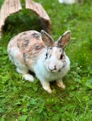 Zwergkaninchen Weibchen in 81377