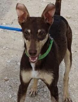 Camila; am Strick ausgesetzt - Geilenkirchen