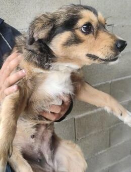 Nika, hübsche, zarte , kleine Hündin - Köln