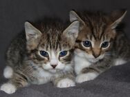 Zwei süße Babykitten Kitten Katzen suchen ein liebevolles Zuhause - Wuppertal