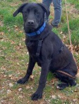 Labrador Mix Junghündin "Wilma" sucht ein Zuhause - Rethem (Aller) Zentrum