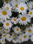 Kleines Auto ist ein Nachbarschaftshelfer! ... seid ihr Schwanger, schlecht zu Fuß, mit Kind und ohne Auto ? in 24534