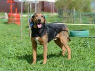 Amond❤️sucht Pflege- oder Endstelle - Rott (Inn)