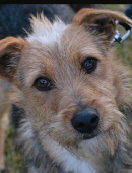 Tymon ein fröhlicher,aktiver junger Hund - Kleinheubach