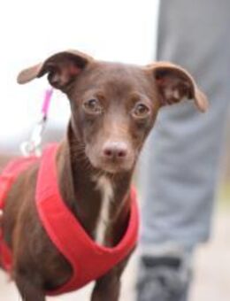 Honey - schüchtern & freundlich - Lohmar