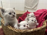 Zuckersüße BKH Babys - Eschweiler