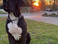 Cane Corso Deckrüde - Dion - Wuppertal