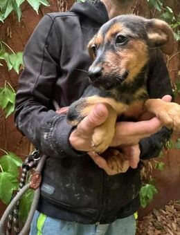 Saki wünscht sich ein Körbchen - Nordwalde