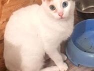 Anna aus dem Tierschutz - Grevenbroich