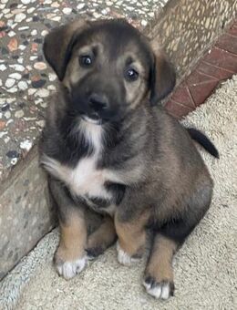 🌼Welpenmädchen Tilda sucht dich!🐾 - Eislingen (Fils)