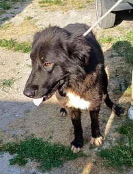 Paul - ein Ausnahmehund - Dreikirchen