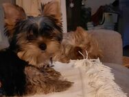 Wunderschöner Yorkshire Terrier Welpe aus erstklassiger Zucht – mit Pedigree - Krombach (Bayern)