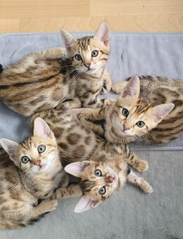 Wunderschöne Bengal Kitten suchen ein Liebevolles Zuhause - Herzogenrath