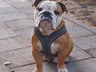 Englische Bulldogge - Nordhausen