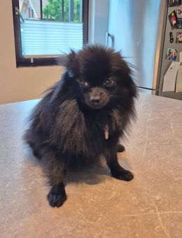 Reinrassiger Pomerania Weibchen Luna - Köln