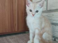 5 traumhafte BKH-Maincoon Mix Kitten - Sankt Michaelisdonn
