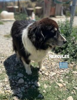 Hercules - Heppenheim (Bergstraße)